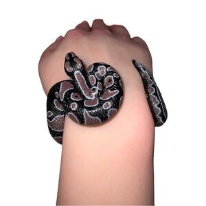 Coiled Python Snake Bracelet Realistic Black/Brown Pattern 7.5 inches